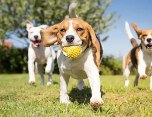 How to Choose the Right Doggy Daycare in Austin for Your Dog