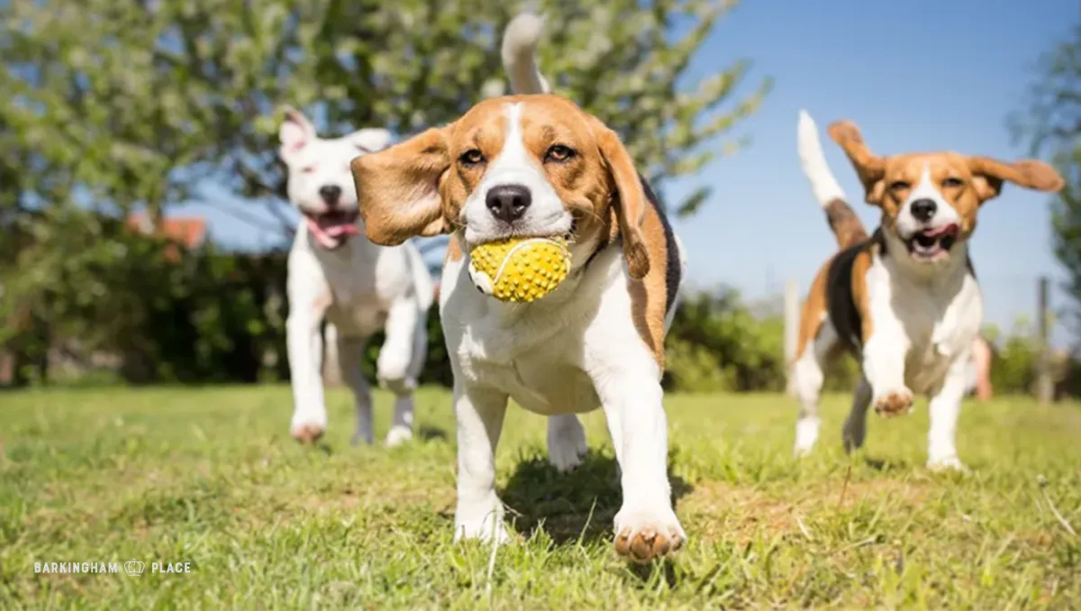 How to Choose the Right Doggy Daycare in Austin for Your Dog