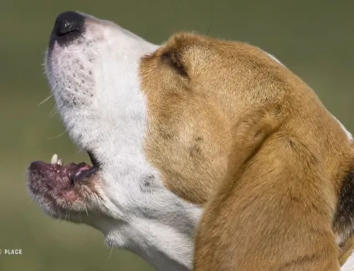 Why Dogs Howl: Understanding and Managing This Instinctual Behavior