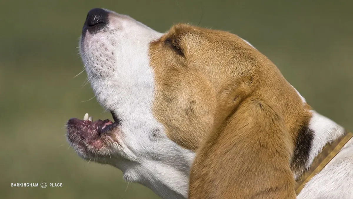 Why Dogs Howl Understanding and Managing This Instinctual Behavior