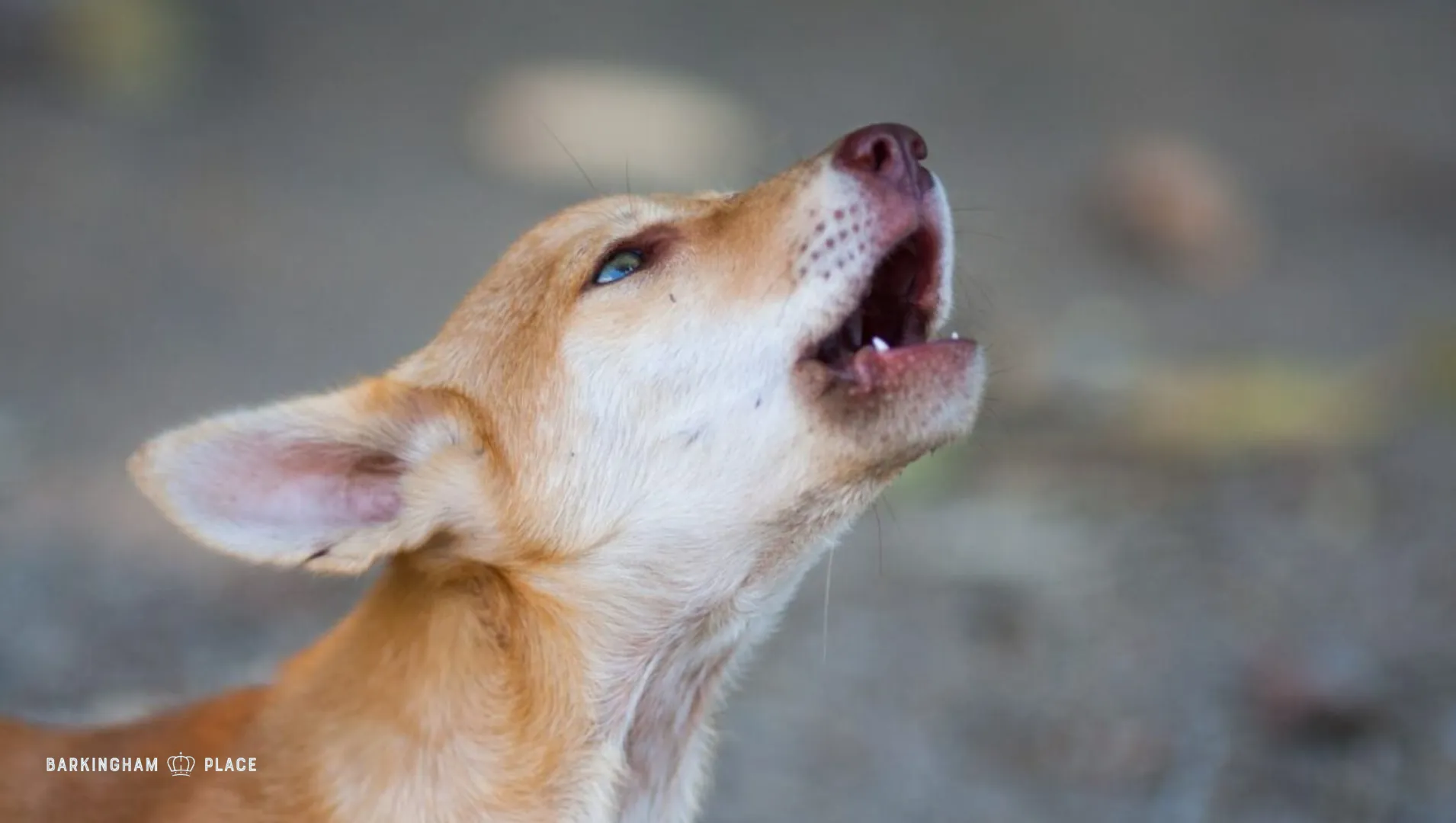 Why Dogs Howl Understanding and Managing This Instinctual Behavior