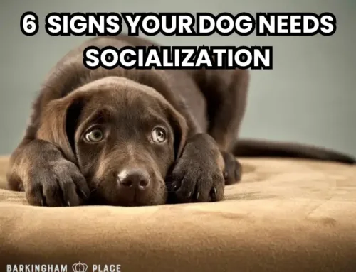Is Your Dog Getting Enough Social Time? 🐾 Signs to Watch For!