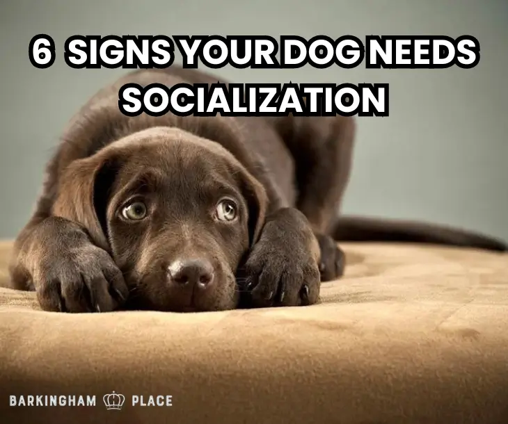 Social Time dog