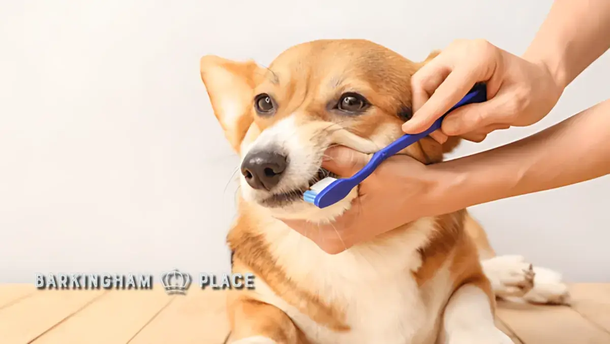 Why Consistent Routine is Important for Your Dog’s Mental Health