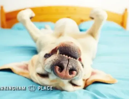 Creating a Safe Home for Your Dog: Dog-Proofing Your Space