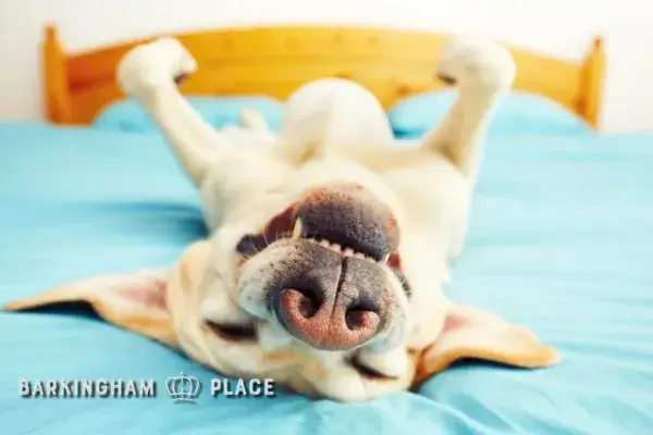 Creating a Safe Home for Your Dog: Dog-Proofing Your Space