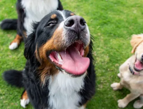 6 Best Dog Parks in Austin (With Off-Leash Areas, Water Access & Shade)