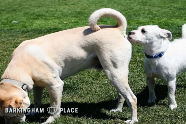 7 Key Benefits of Neutering Your Dog Why It’s the Right Choice