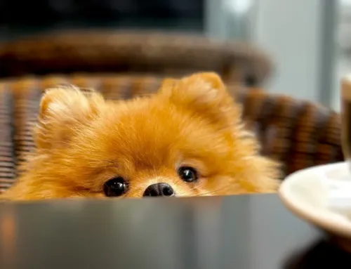 Best Dog-Friendly Cafes and Restaurants in Austin for Spending Quality Time With Your Dog