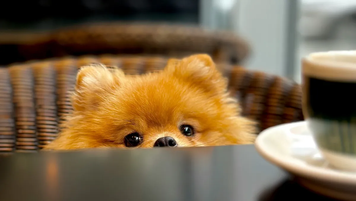 Best Dog-Friendly Cafes and Restaurants in Austin for Spending Quality Time With Your Dog