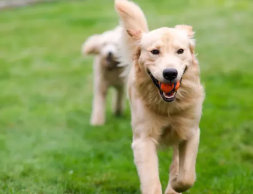 Dog Daycare and Boarding Price Calculator in Austin: What to Expect in 2025