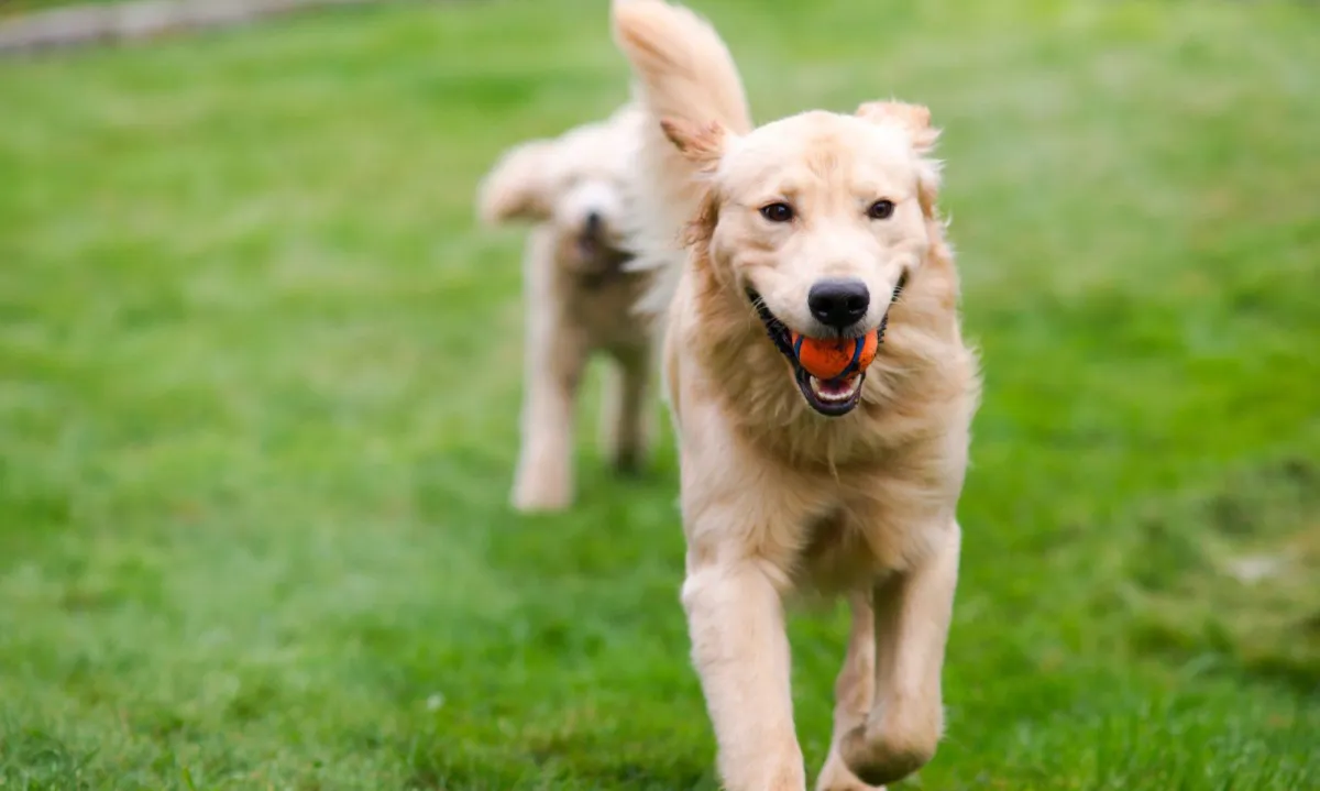 Dog Daycare and Boarding Price Calculator in Austin What to Expect in 2025