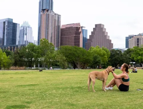 Moving to Austin With a Dog : Everything You Need to Know