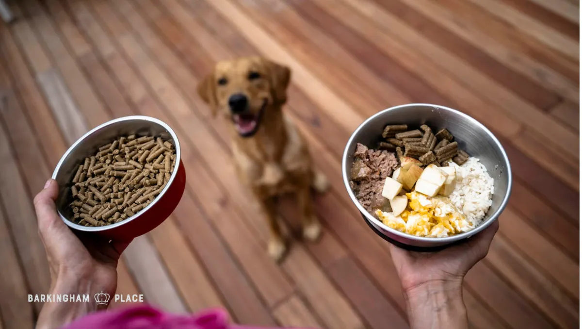 Nutrition Myths Busted What’s Actually Healthy Dog Food