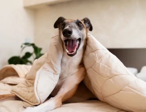 Seasonal Dog Care in Austin: How to Keep Your Dog Safe in Every Season