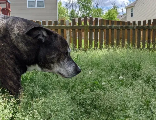 The Hidden Dangers in Your Backyard: Toxic Plants, Bugs, and Other Risks for Dogs