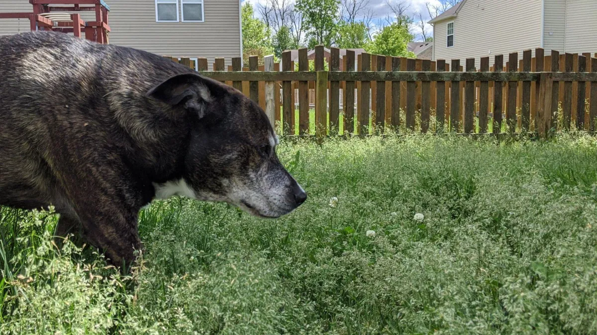 The Hidden Dangers in Your Backyard Toxic Plants, Bugs, and Other Risks for Dogs