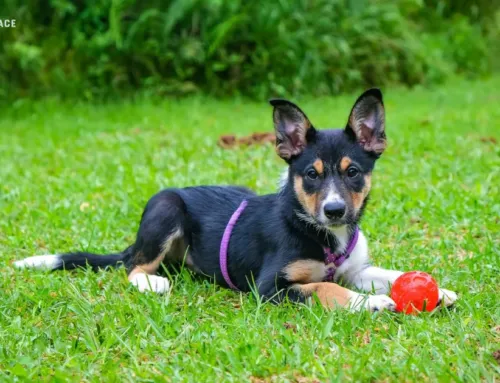 What Is a Meet & Greet? Everything You Need to Know Before Your Dog’s First Visit