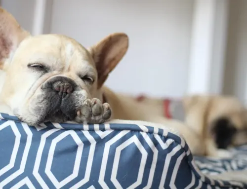 What to Pack for Your Dog’s First Boarding Stay