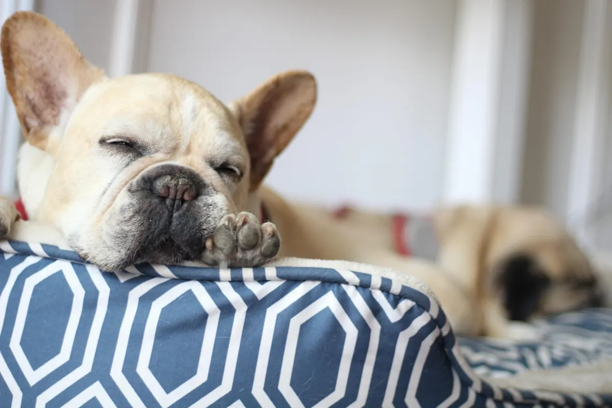 What to Pack for Your Dog’s First Boarding Stay