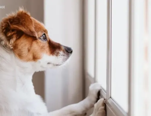 Where Can I Leave My Dog When I Go on Vacation?