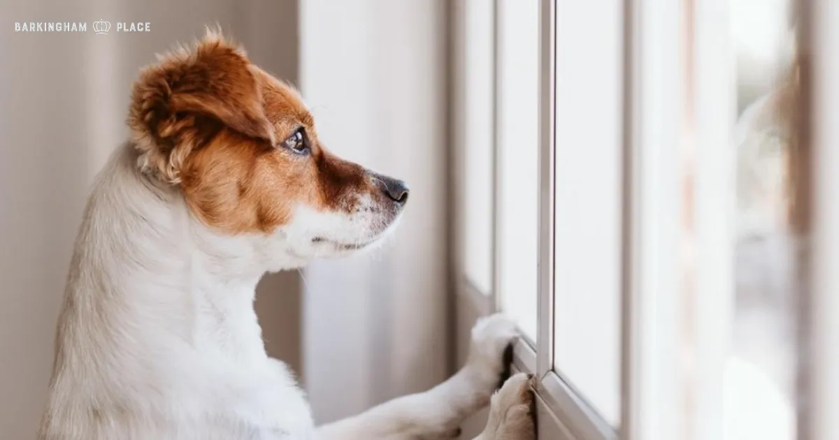 Where Can I Leave My Dog When I Go on Vacation