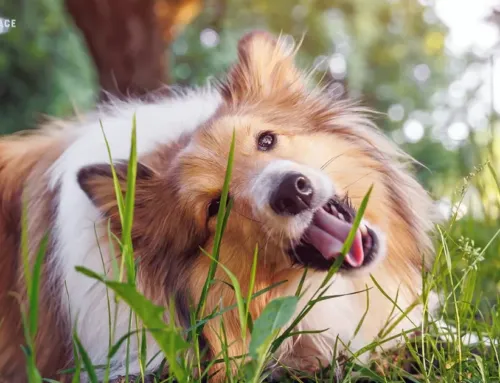 Why Does My Dog Eat Grass?