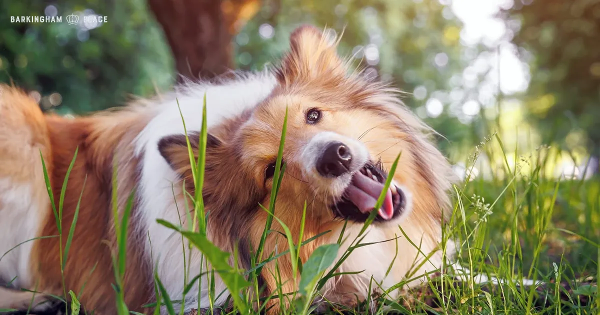 Why Does My Dog Eat Grass