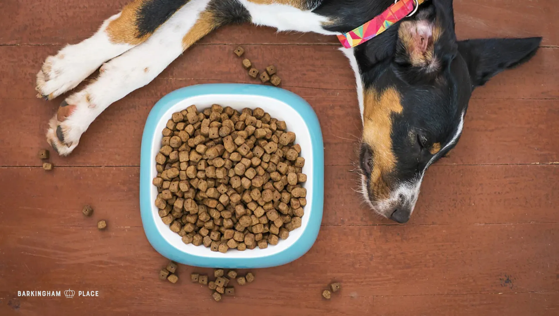 Healthy Dog Food