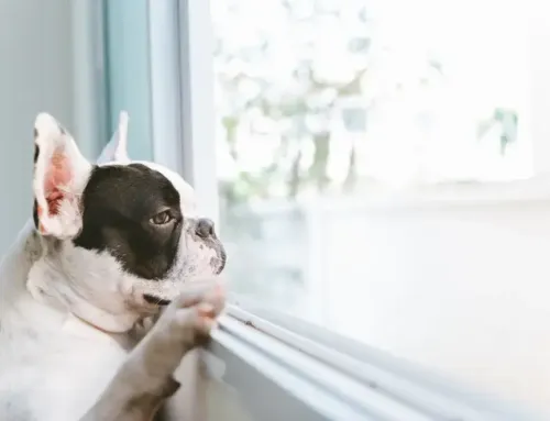 Dog Boarding vs In-Home Pet Sitting: What’s Best for Your Dog?