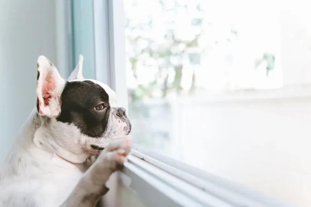 should I board my dog or hire a pet sitter