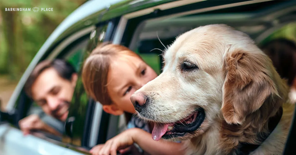 Traveling with a Dog in Austin