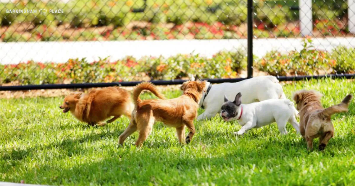 where to leave my dog when traveling