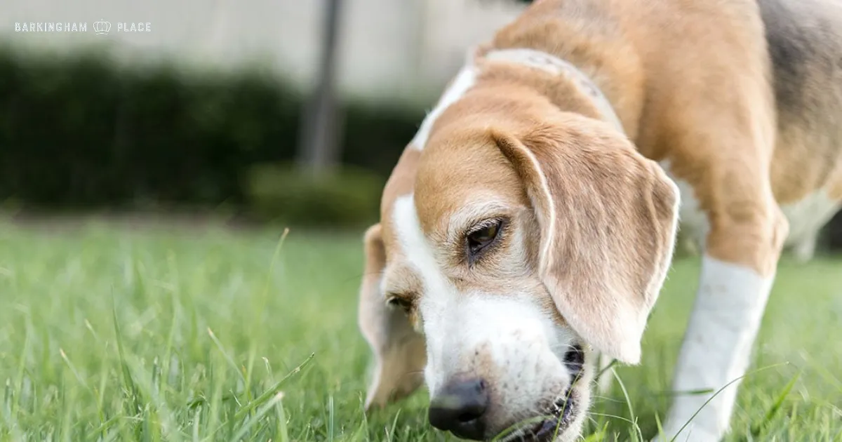 Why Does My Dog Eat Grass - in Austin
