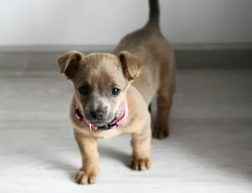 Dog Daycare for Puppies in Austin: When Can You Start?