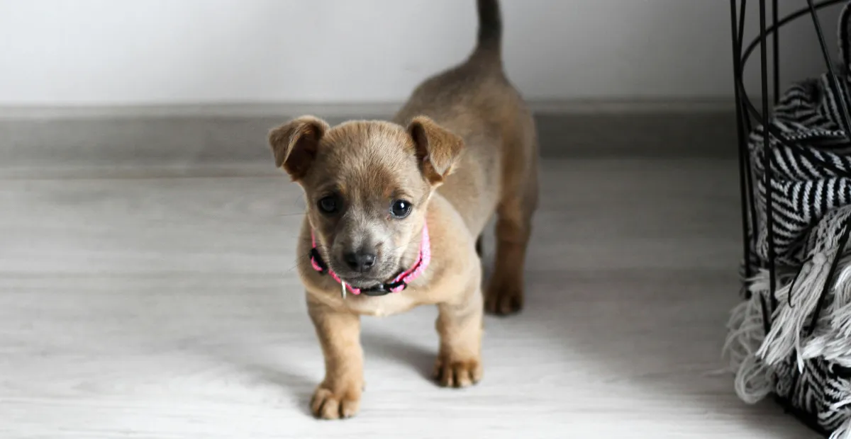 puppy walking looking at the camera