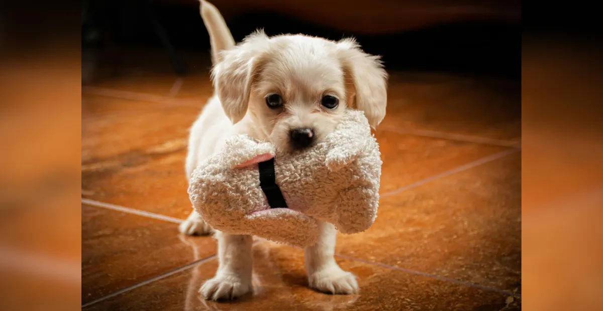 dog-friendly patios in Austin