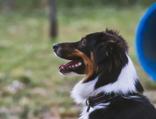 Is Dog Daycare Worth It in Austin? 6 Real Scenarios Where It Makes All the Difference