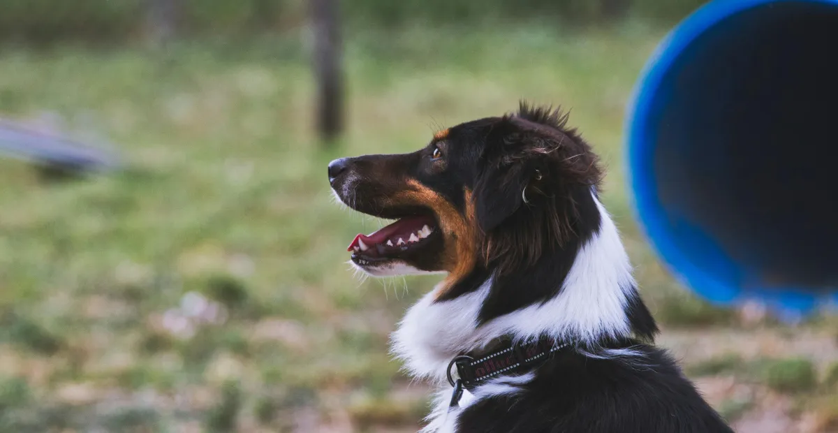 dog looking in the distance outside