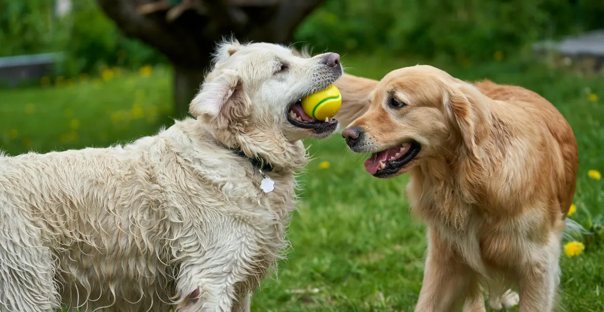 two dogs playing with a tennis ball in daycare in Austin