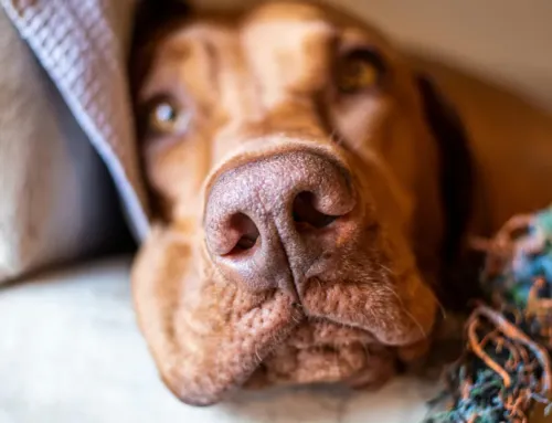 What Are the Signs Your Dog Is Bored? (And 8 Things You Can Do About It)