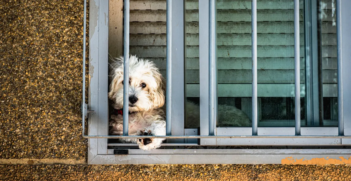 dog sitting on the window of the house dog-friendly patios in Austin
