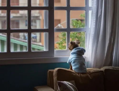 How Long Can a Dog Stay Home Alone? A Realistic Guide for Busy Austin Owners