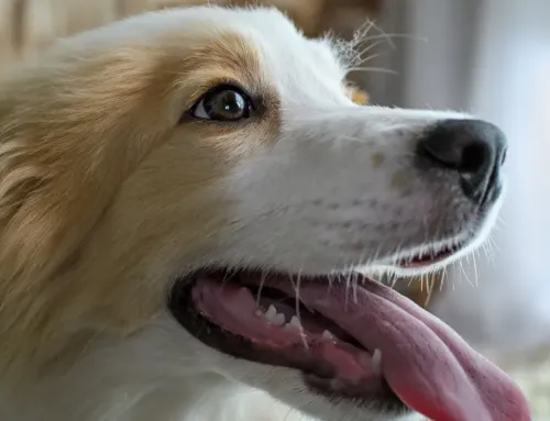 A Local’s Guide to Raising a Happy Dog in South Austin (2026)