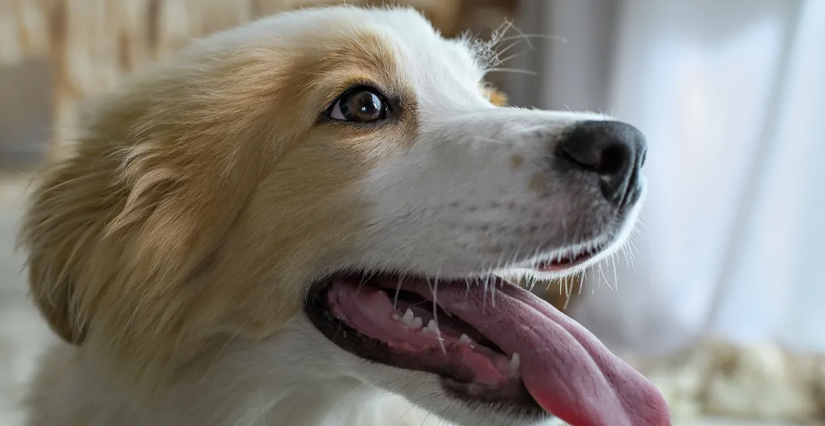 dog-friendly patios in Austin