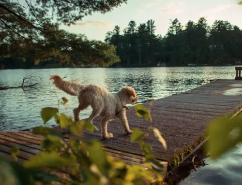 Best Dog-Friendly Weekend Activities in South Austin (That Aren’t Just Parks)