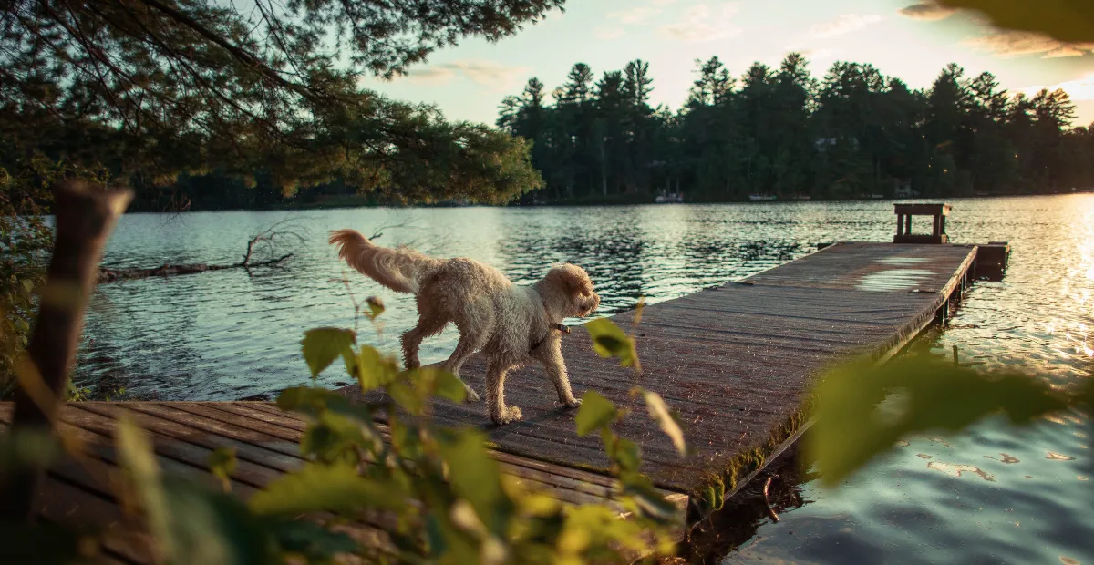 dog running on the pier in Austin