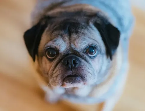 Is Dog Daycare Right for Senior Dogs in Austin? Here is All You Need to Know