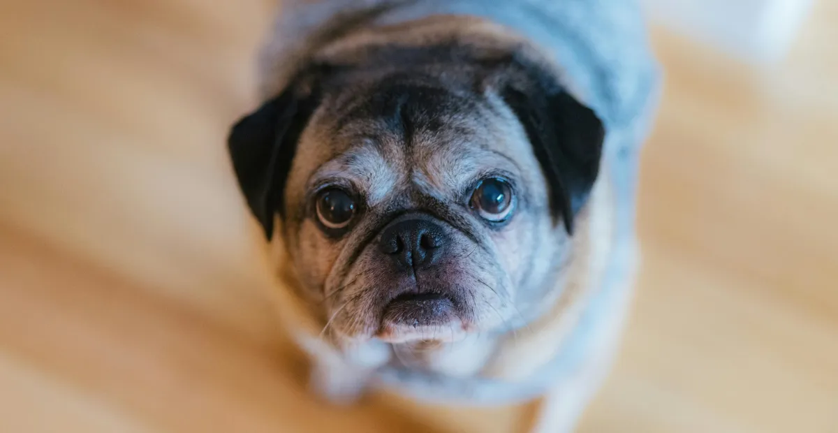 senior dog looking at the camera