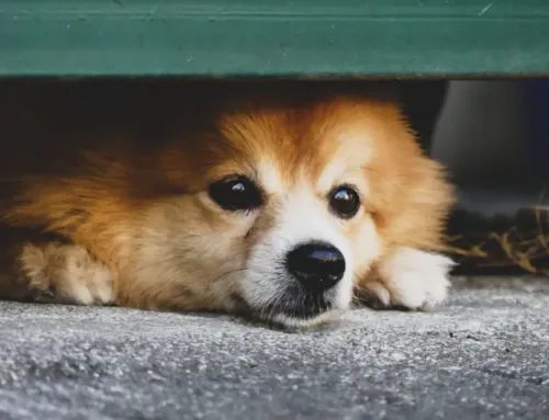 My Dog Has Separation Anxiety: What Actually Helps (and What Doesn’t)